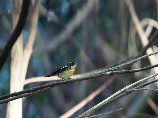 ELELr^L,Narcissus Flycatcher